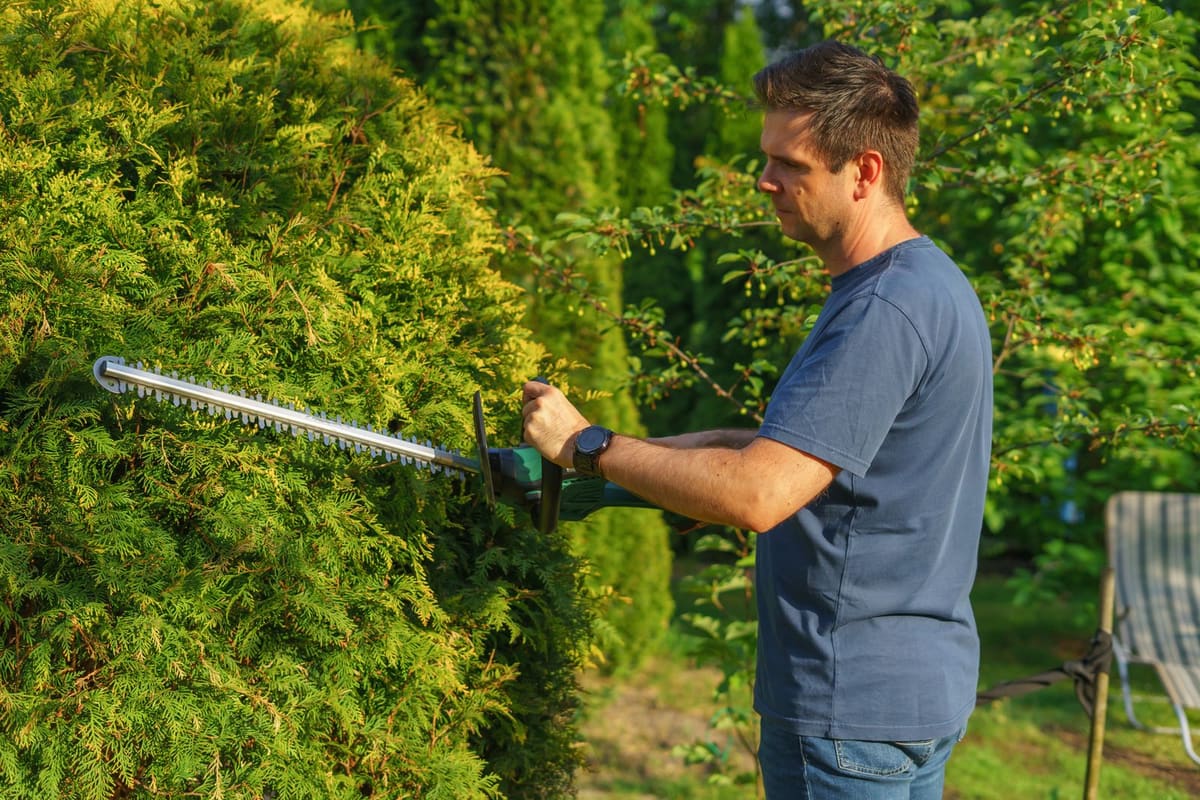 Neatly trimmed hedges along a walkway